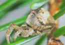 Paradox magas hipotika - fotó: northeoth spider